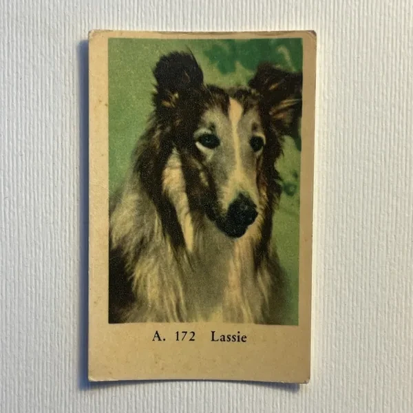 Lassie — A Set (A Serif) #172