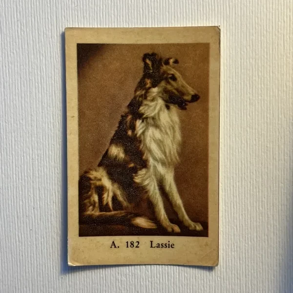 Lassie — A Set (A Serif) #182