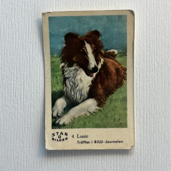 Lassie — Star Bilder D #4