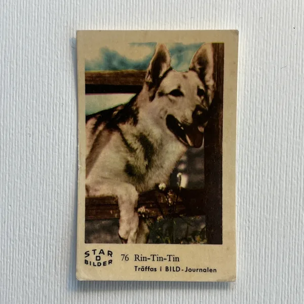 Rin-Tin-Tin — Star Bilder D #76
